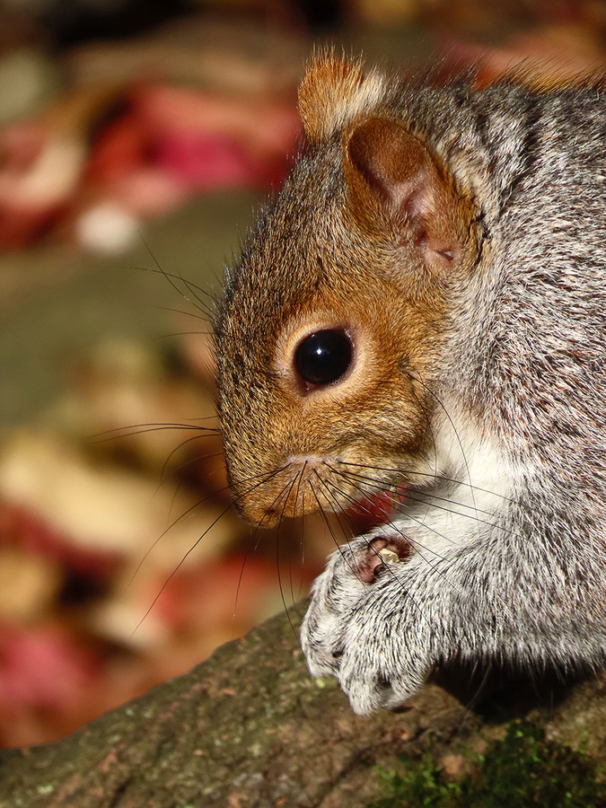 Autumn Squirrel - Amanda Bancroft